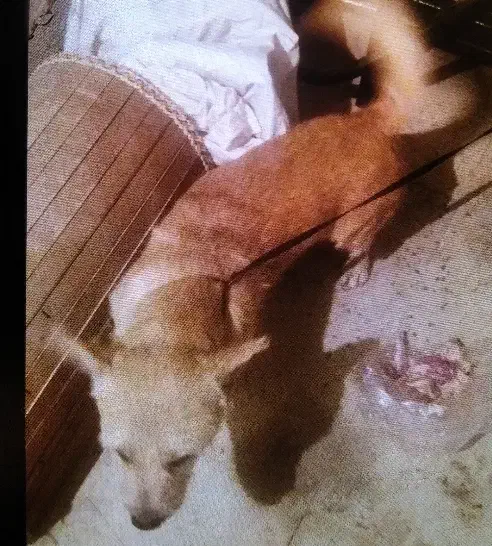 سگ پاکوتاه،نژادپامرین|سگ|محمدیه-قزوین, |دیوار