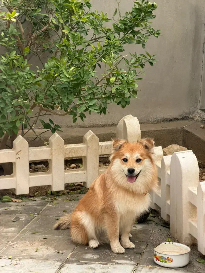 پت سگ|سگ|جم, |دیوار