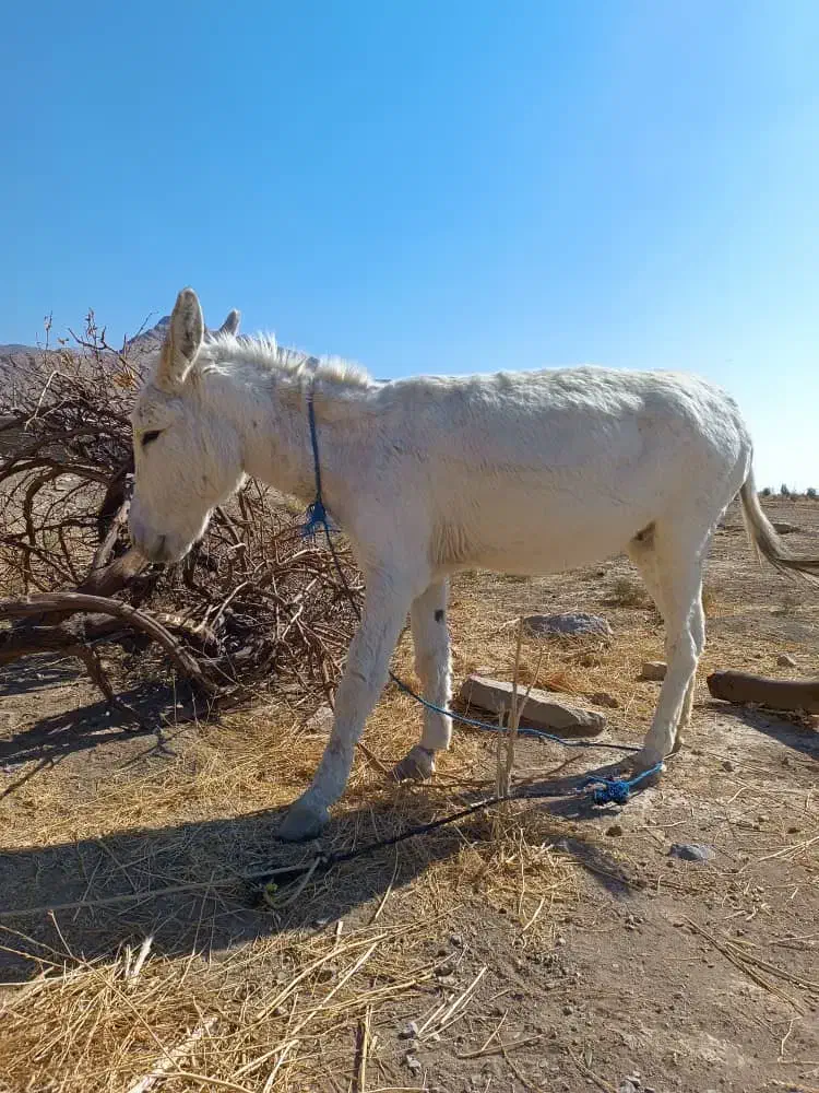 الاغ|حیوانات مزرعه|مرودشت, ثبت احوال|دیوار