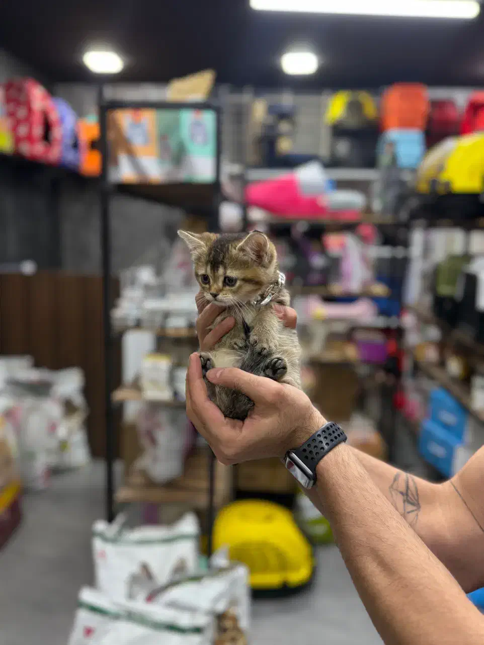 توله عروسکه زنده|گربه|اهواز, زیتون کارمندی|دیوار