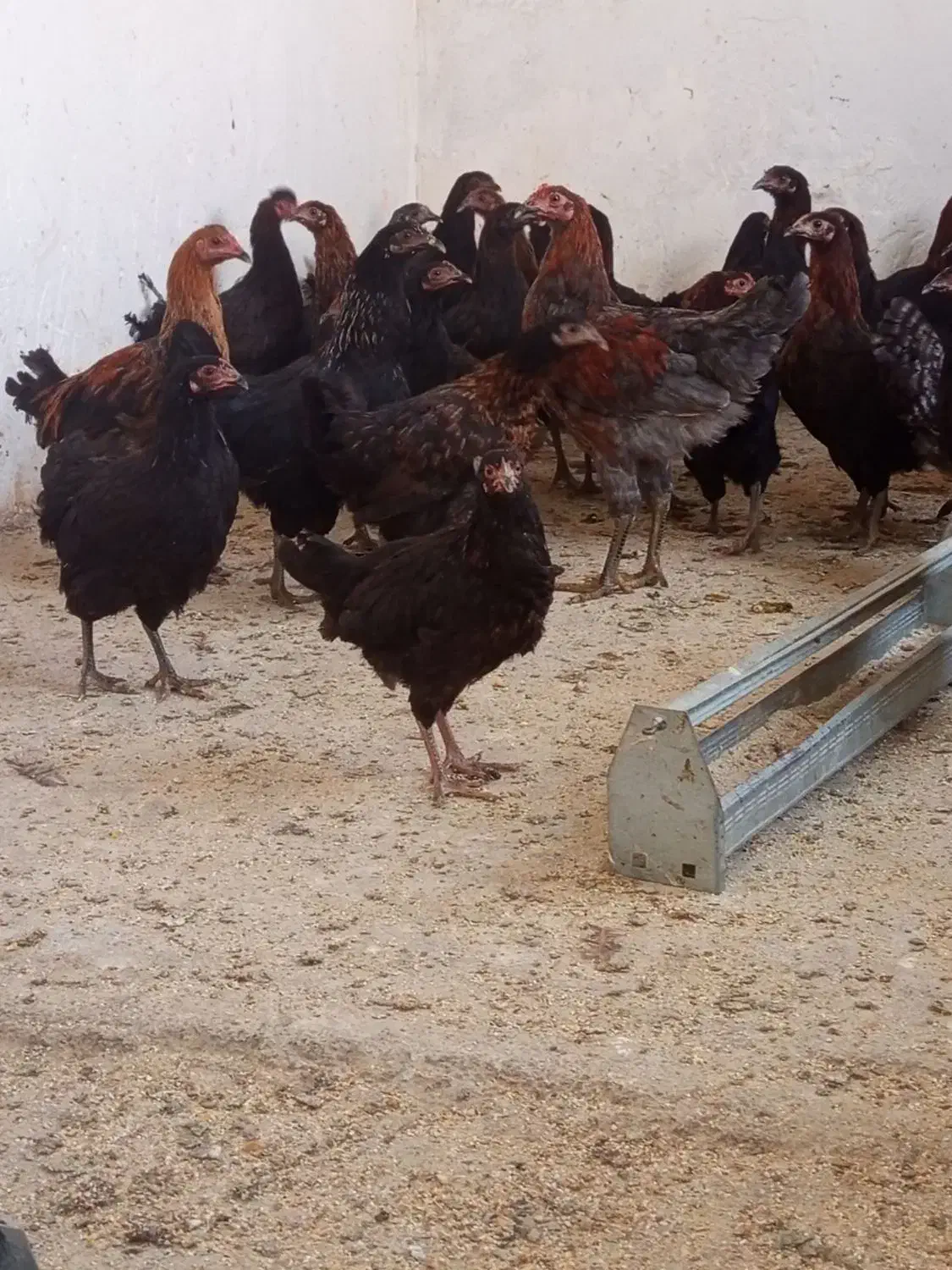 فروشمرغوخروسمحلیوکبوتر|حیوانات مزرعه|سمنان, |دیوار