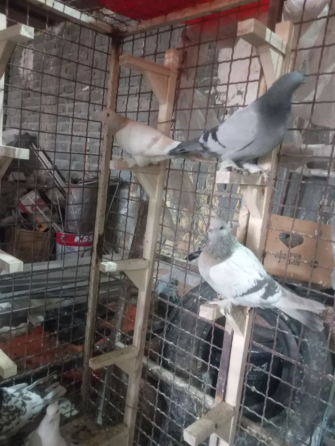 ماده سوسنی|پرنده|شیراز, شهرک کوشکک|دیوار