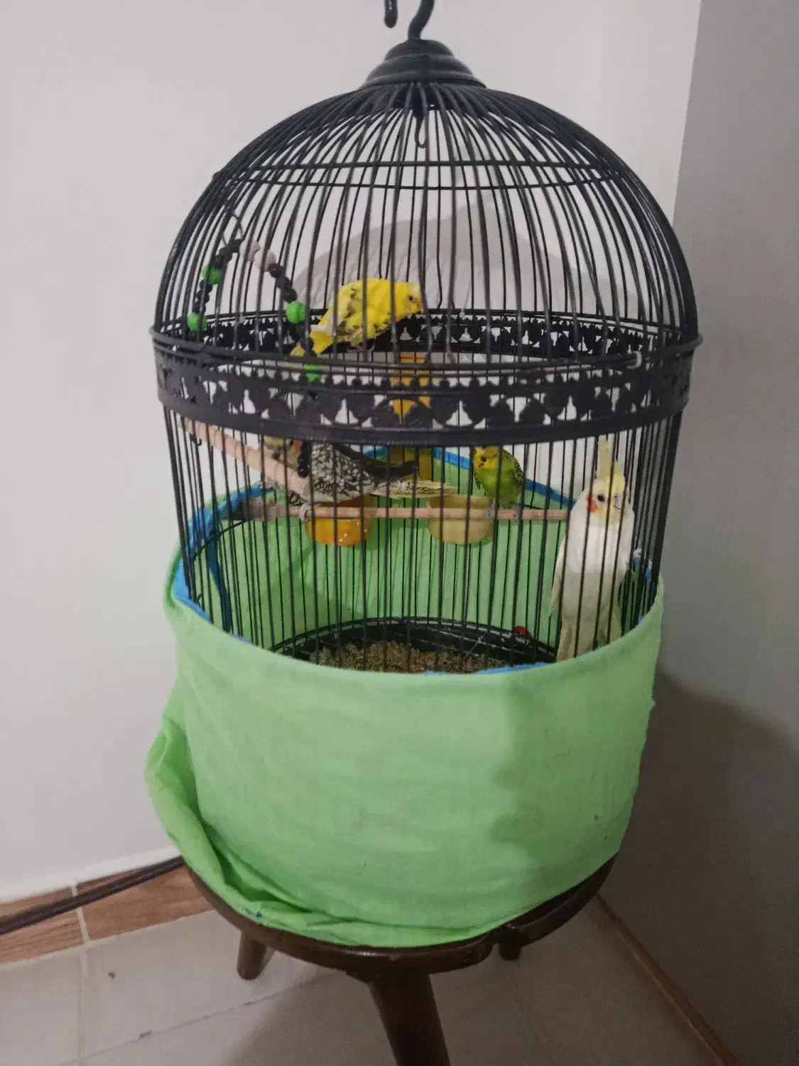 فرش|پرنده|فومن, |دیوار