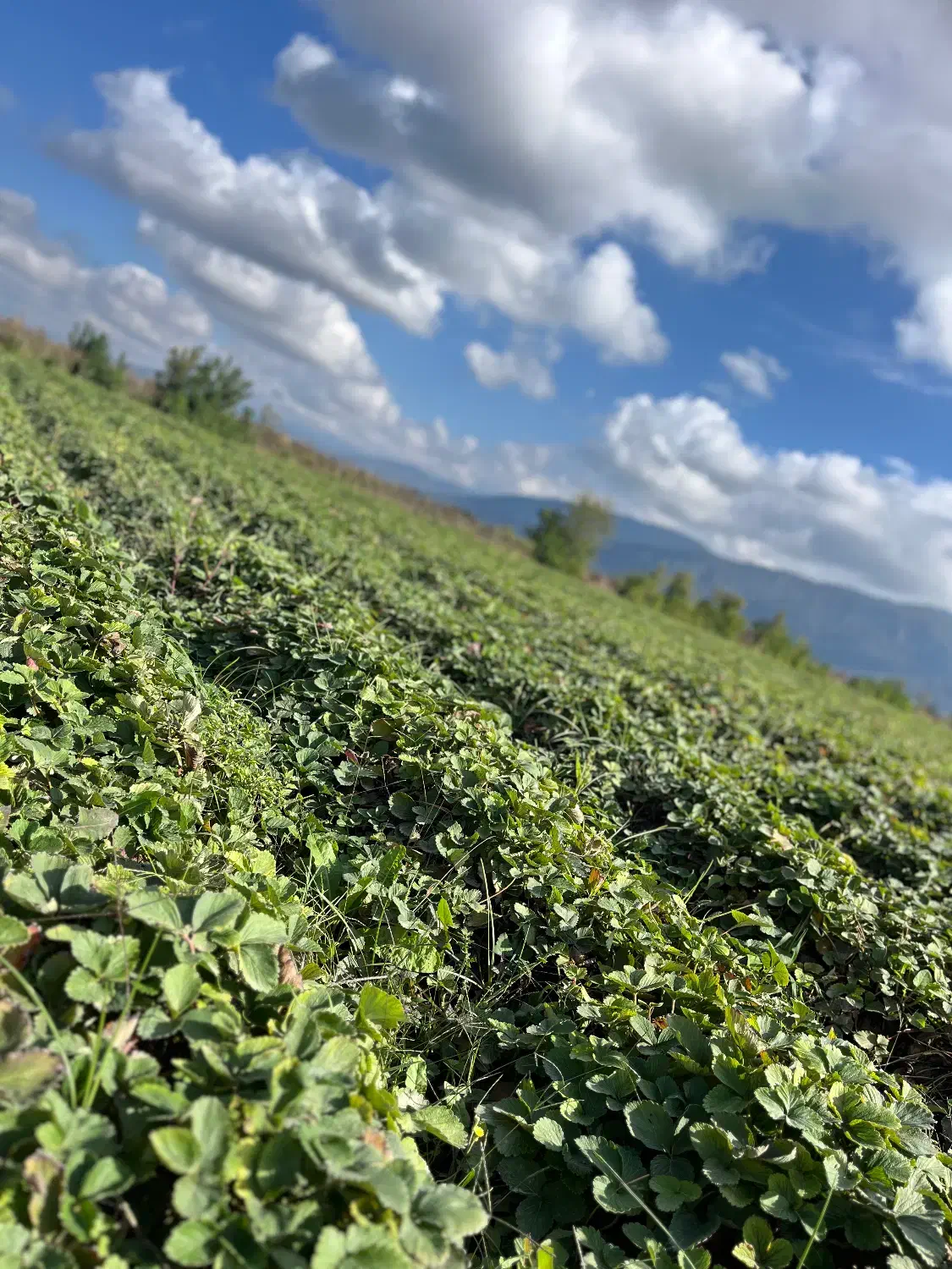 نهال توت فرنگی|خدمات باغبانی و درختکاری|دلند, |دیوار