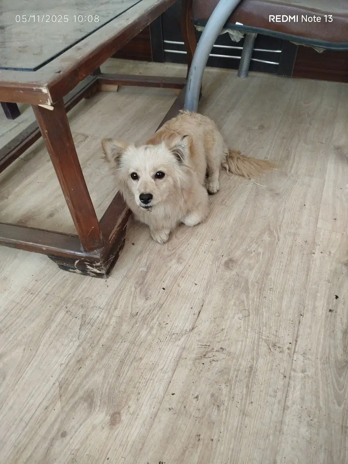 ژرمن اشپیتز یک ساله|سگ|باقرشهر, |دیوار