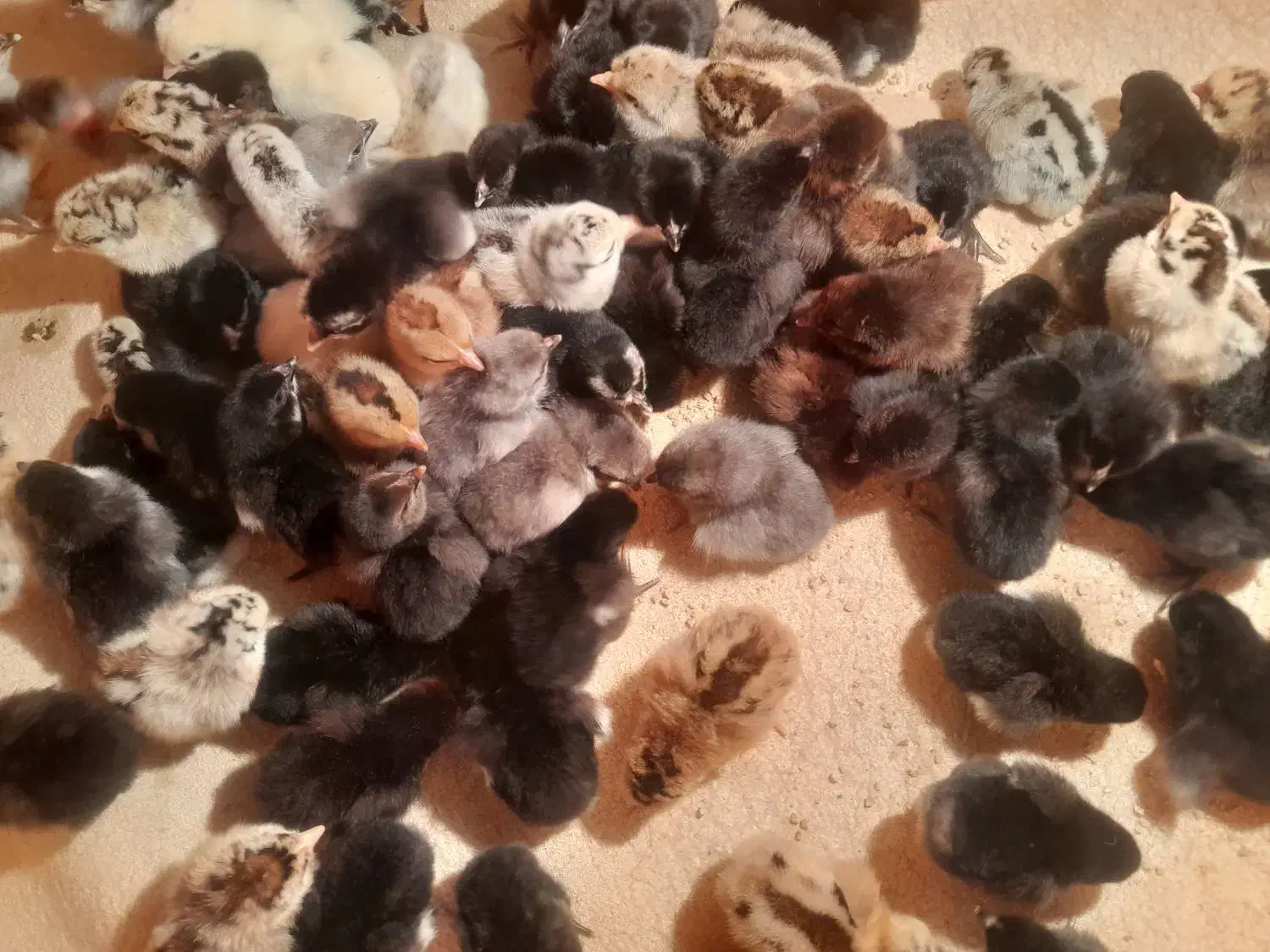 جوجه محلی|حیوانات مزرعه|دهدشت, |دیوار