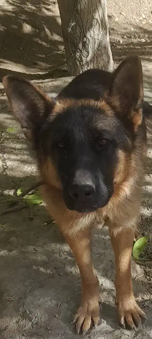 سگ ژرمن شپهرد|سگ|رزن, |دیوار