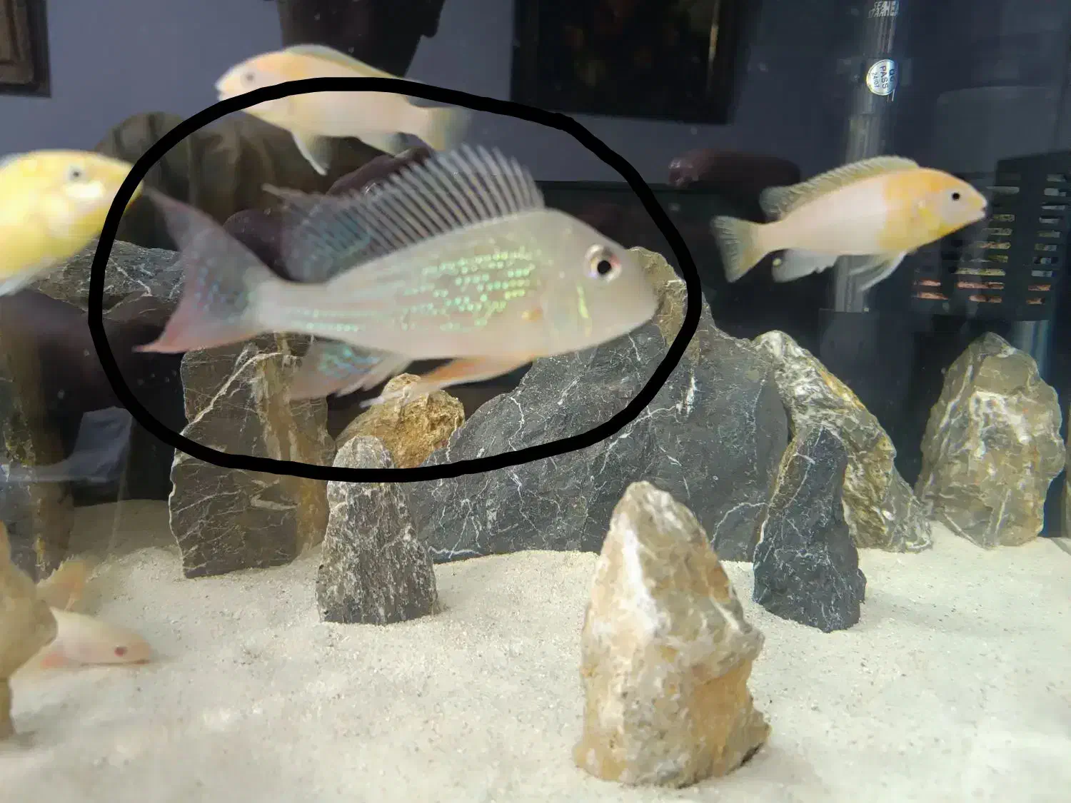 ماهی پروکسیموس|ماهی|ملایر, |دیوار