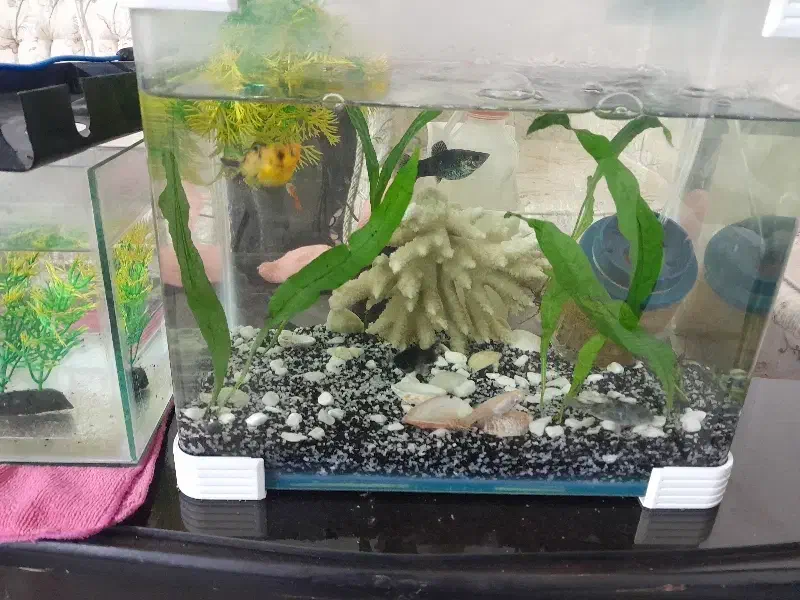 یک جفت ماهی مولی وگوپی وکفخوار|ماهی|اصفهان, شهریار|دیوار