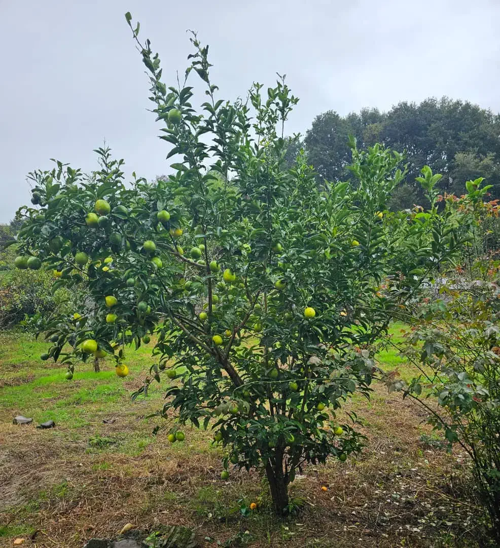 زمین ۲۰۰ متری لاهیجان چسبیده به بافت مسکونی|فروش زمین و ملک کلنگی|لاهیجان, آهندان|دیوار