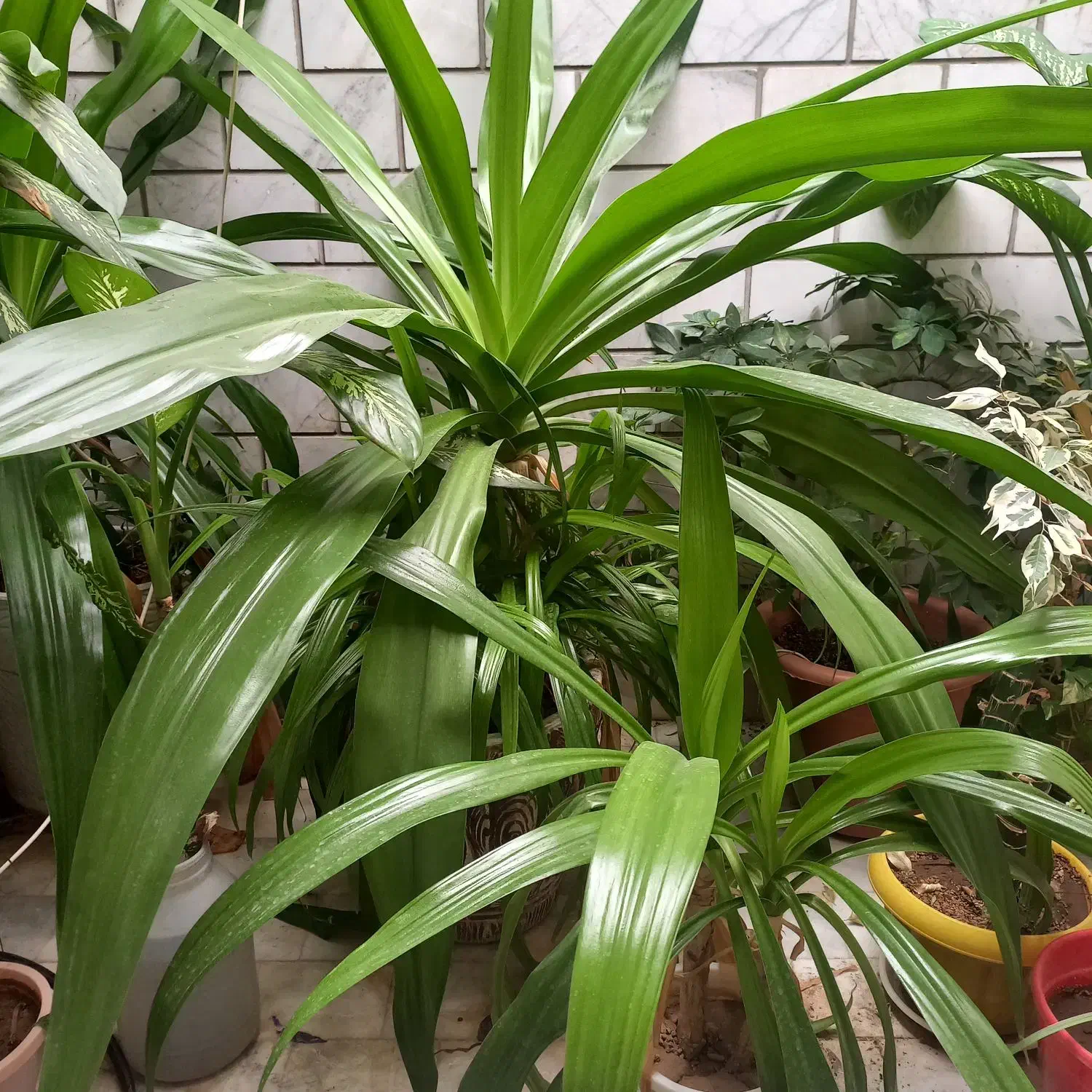 گل و گلدان بزرگ|گل و گیاه طبیعی|هشتگرد, شهرک ولیعصر (مصلی)|دیوار