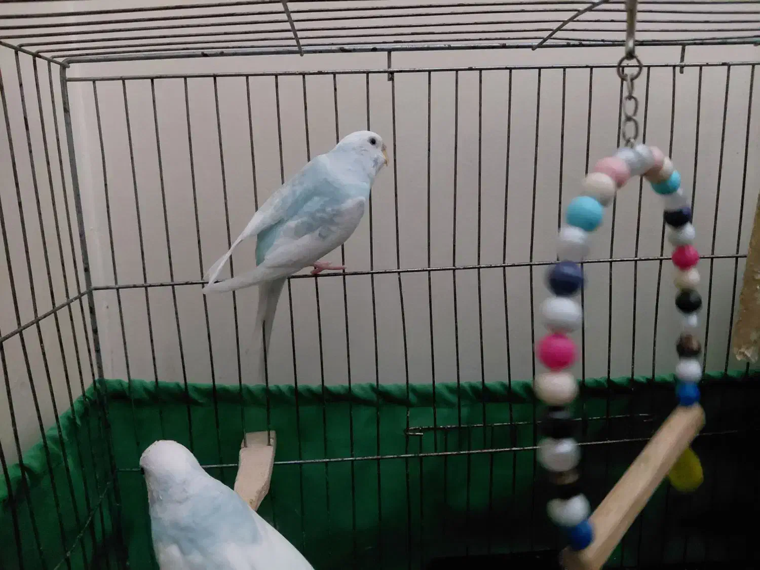 ۱ جفت مرغ عشق با یک مرغ عشق نر با وسایل|پرنده|تهران, شهرک طالقانی|دیوار