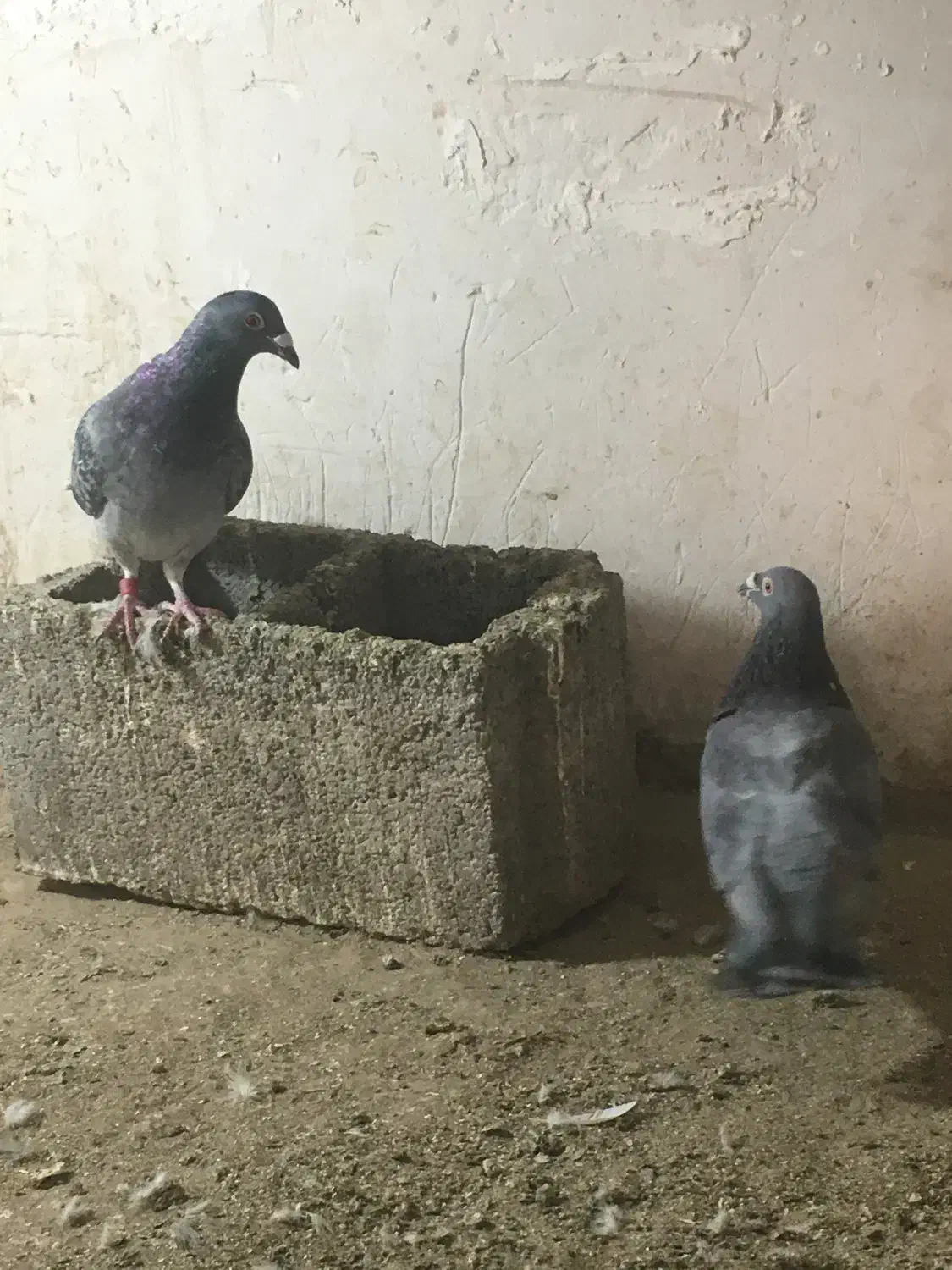 کفتر پولکی|پرنده|بیرجند, |دیوار