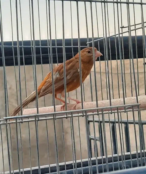 ماده قناری|پرنده|داراب, |دیوار