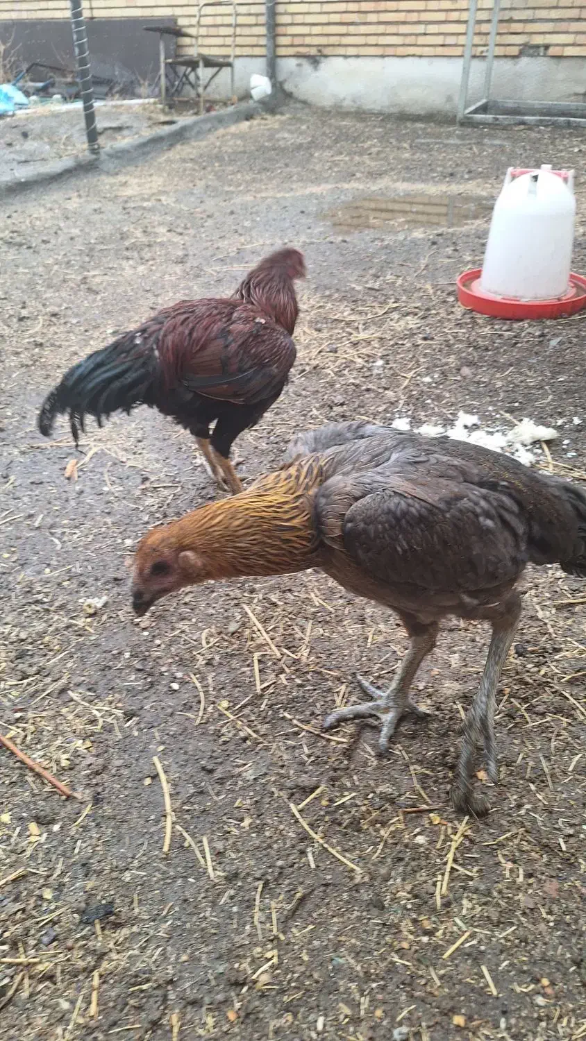 فروش مرغ و خروس لاری|حیوانات مزرعه|سراب, |دیوار