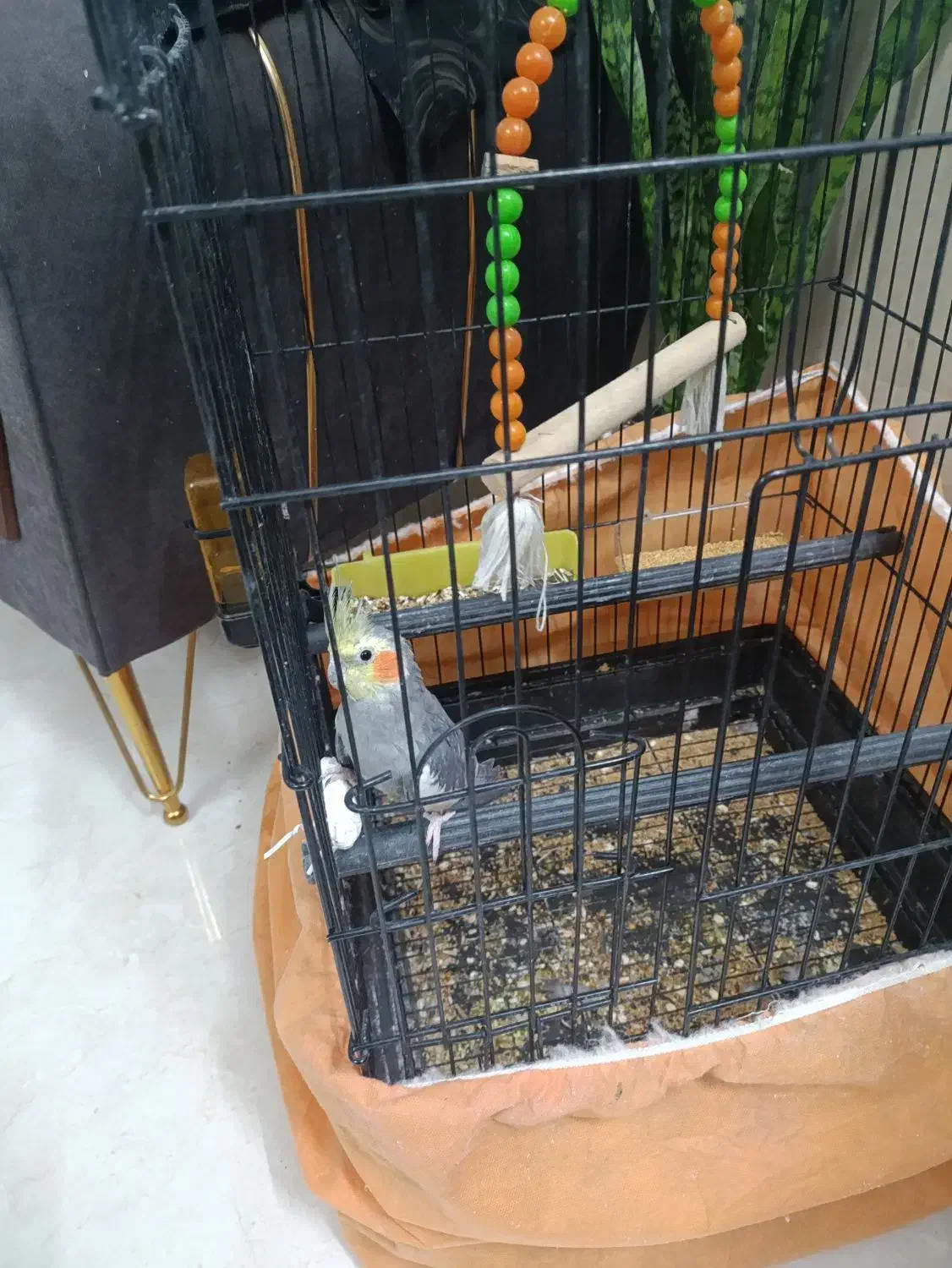 عروس هلندی نر سخنگو دستی|پرنده|ابریشم, |دیوار