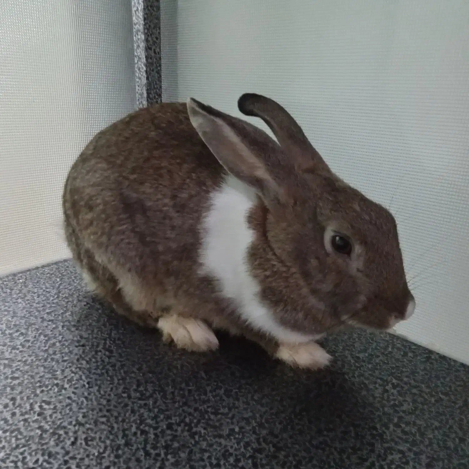 فروش خرگوش خانگی|موش و خرگوش|پیرانشهر, |دیوار