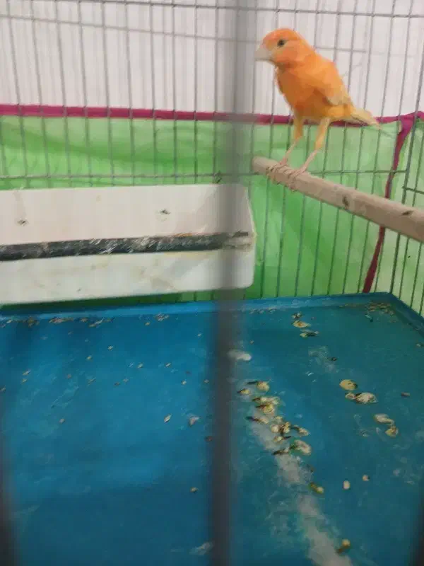 قناری قرمز تبریز پر رنگ|پرنده|سلماس, |دیوار