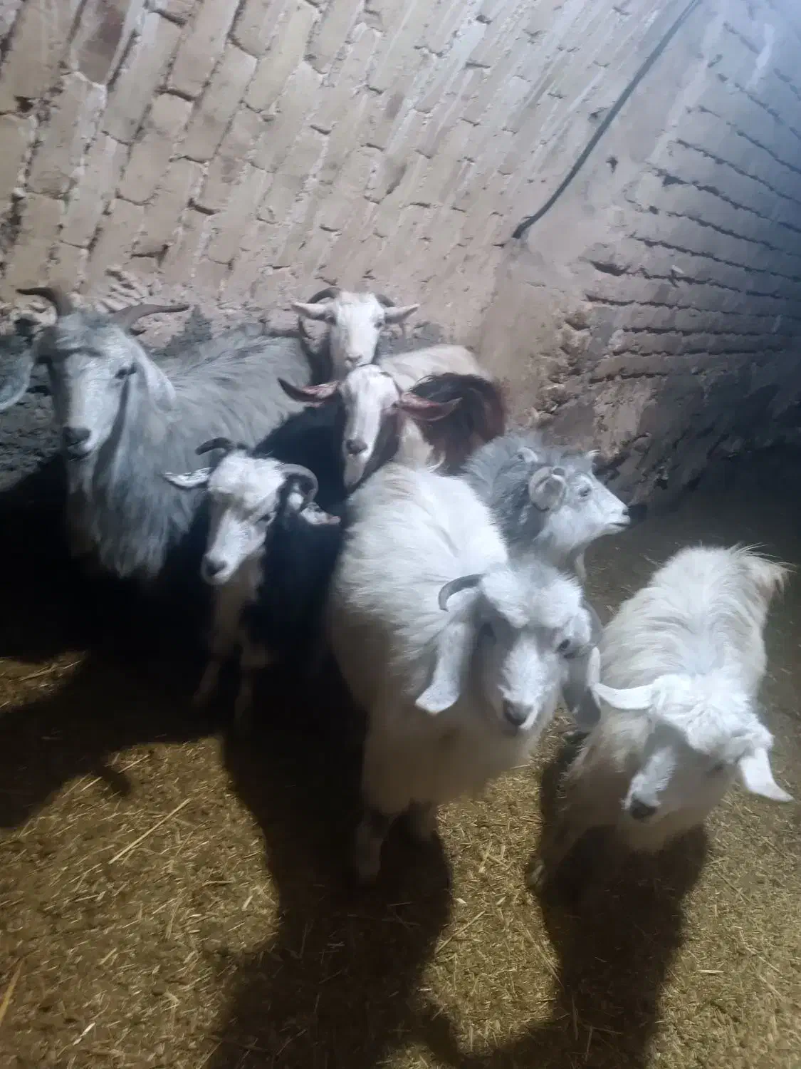 گوسفند|حیوانات مزرعه|قروه, |دیوار