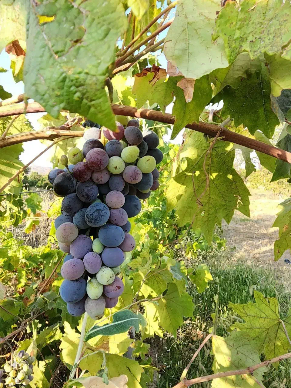 باغ انگور ایستاده و درختان الوان|فروش زمین و ملک کلنگی|انزل, |دیوار