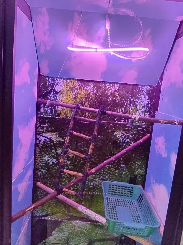 قفس پرنده بزرگ|لوازم جانبی حیوانات|شهریار, شهریار|دیوار