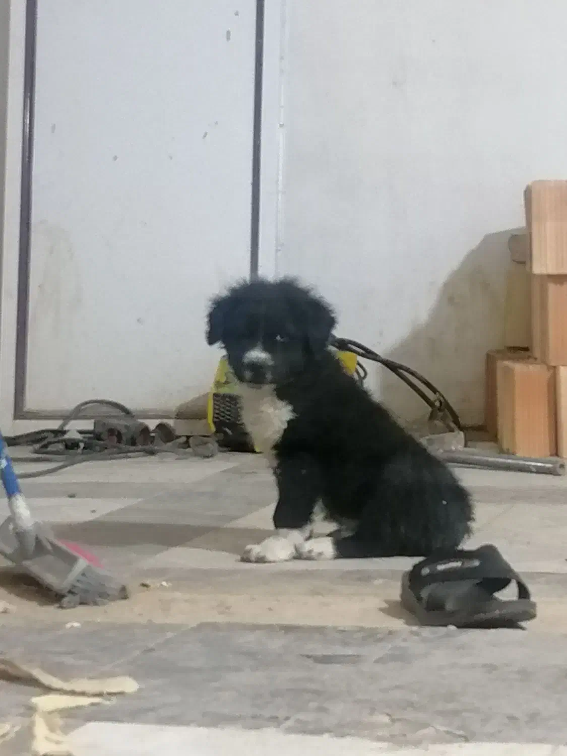 توله قدرجونی|سگ|مسجد سلیمان, |دیوار