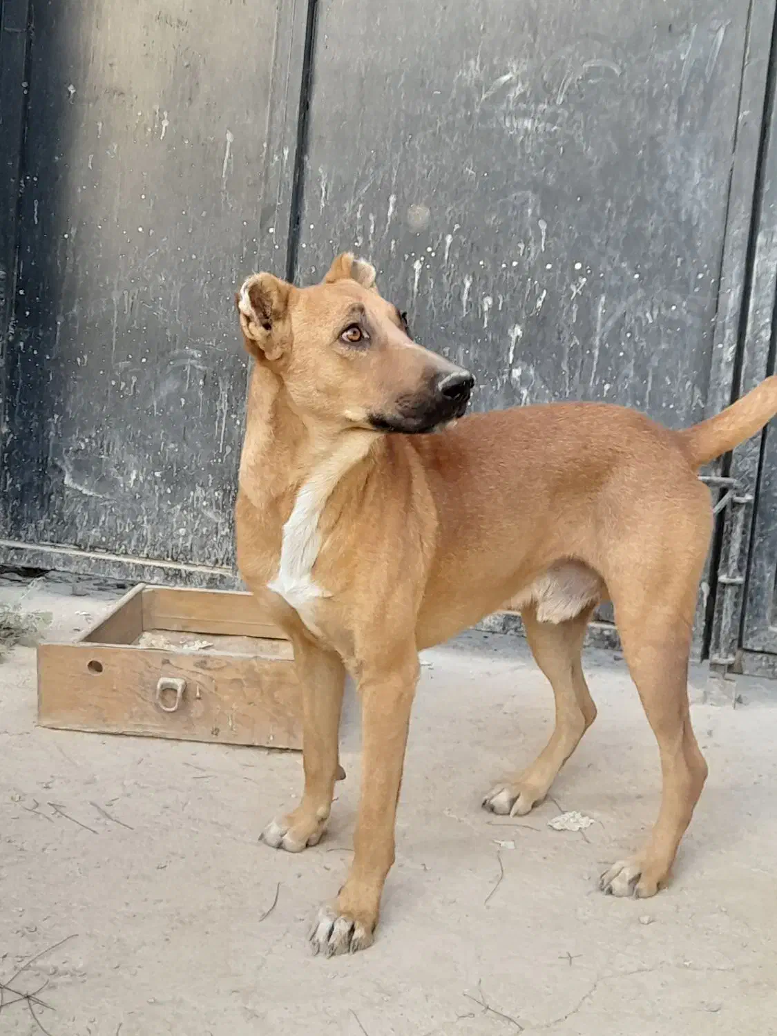 سگ نگهبان|سگ|پاکدشت, پاکدشت (مامازند)|دیوار