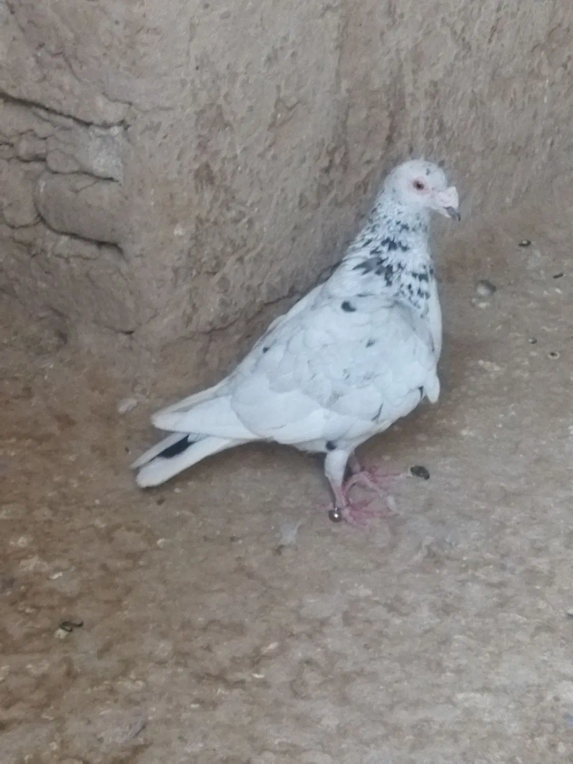 کبوتر|پرنده|تربت جام, میان جام|دیوار