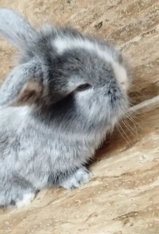 بچه خرگوش لپ فرانسوی|موش و خرگوش|یزد, |دیوار