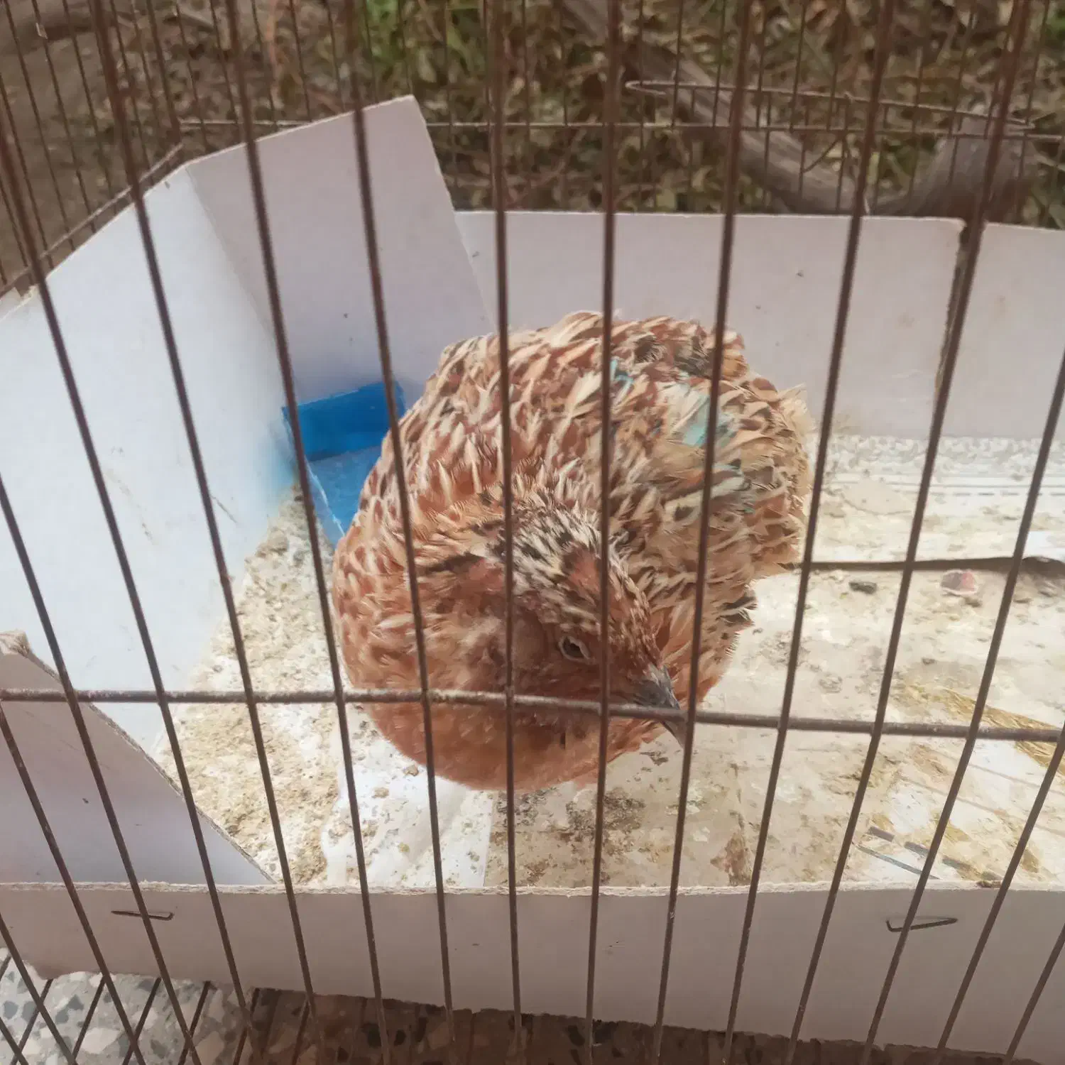 بلدرچین نر بالغ سرحال وسلامت|حیوانات مزرعه|اسلام‌شهر, شهرک امام حسین (میان آباد)|دیوار