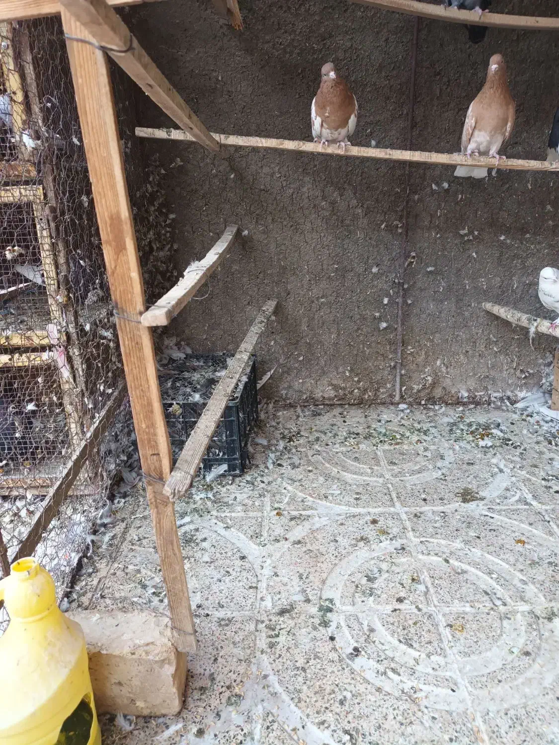 کبوتر|پرنده|اصفهان, سپاهانشهر|دیوار