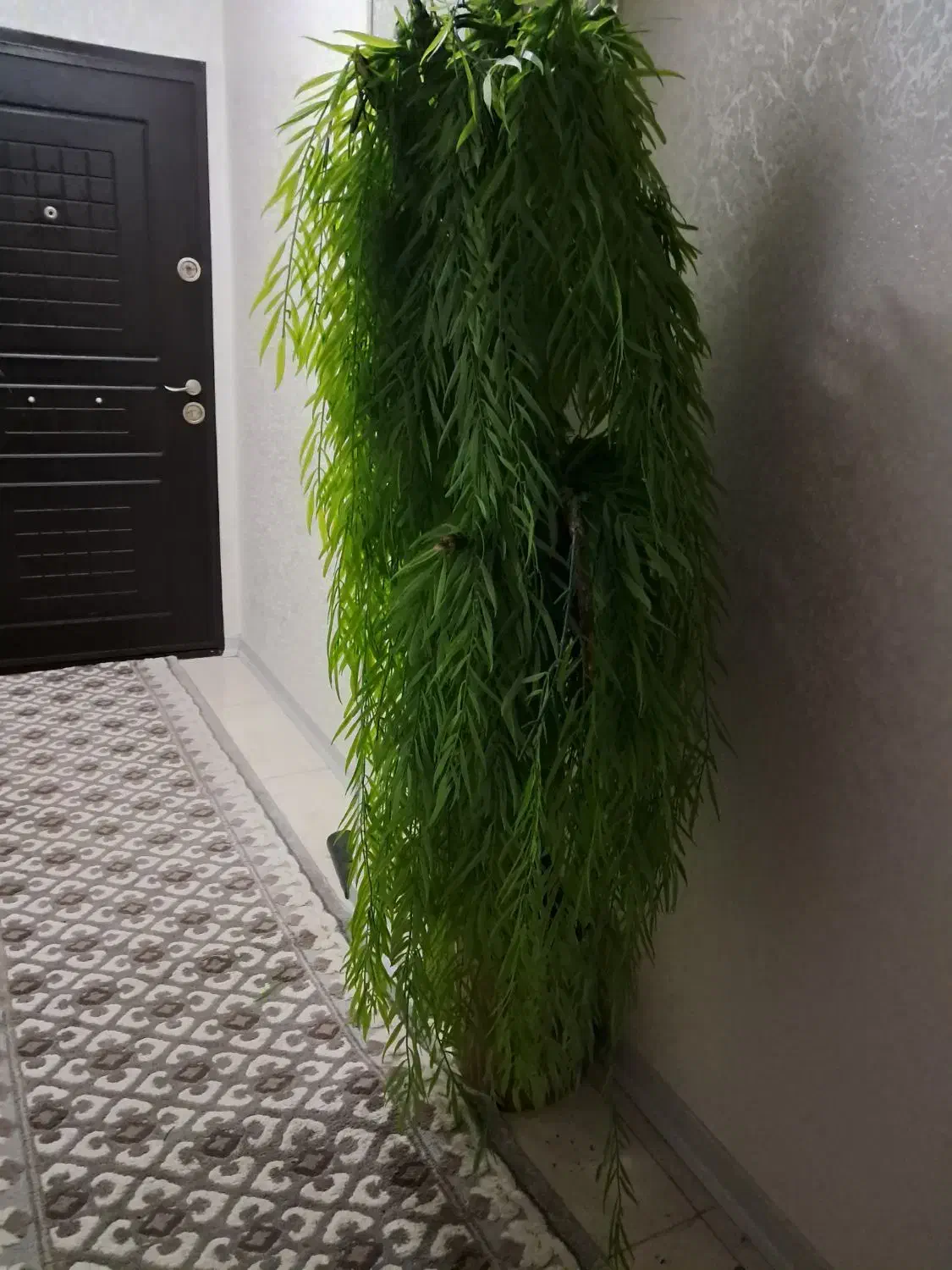 درخت مصنوعی|گل مصنوعی|مشهد, کوی المهدی|دیوار