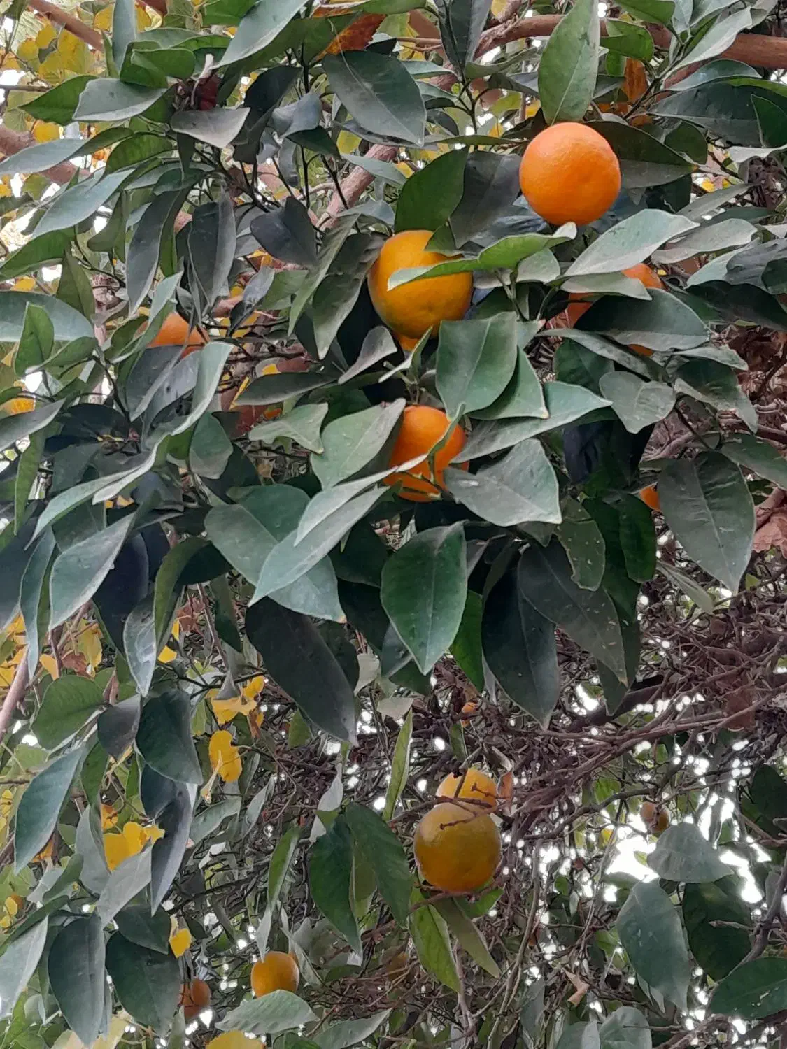 نارنج|خوردنی و آشامیدنی|شیراز, بالا کفت|دیوار