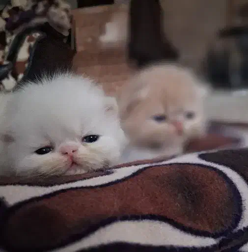 گربه پرشین|گربه|رشت, منظریه|دیوار