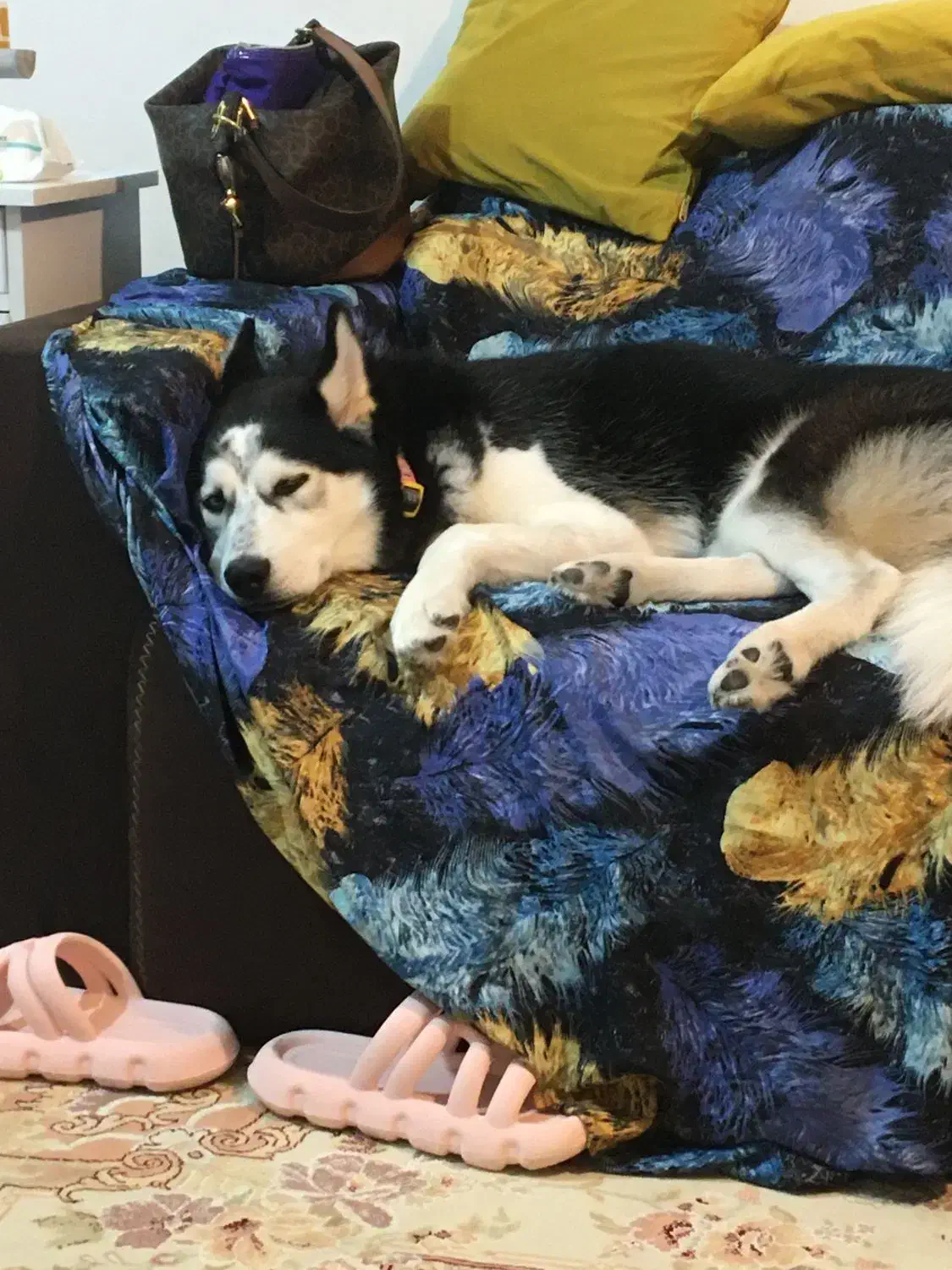 حیوانات|سگ|رشت, جانبازان|دیوار