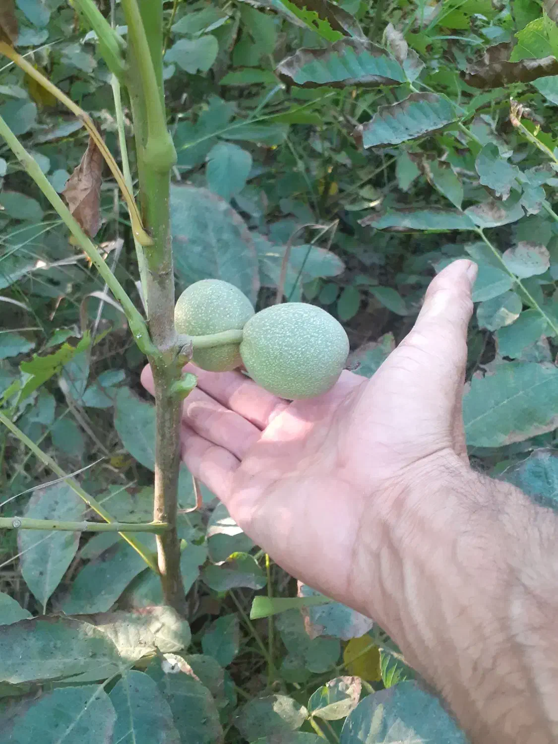 بادام گردو وسایر ارقام نهال|خدمات باغبانی و درختکاری|میانه, |دیوار