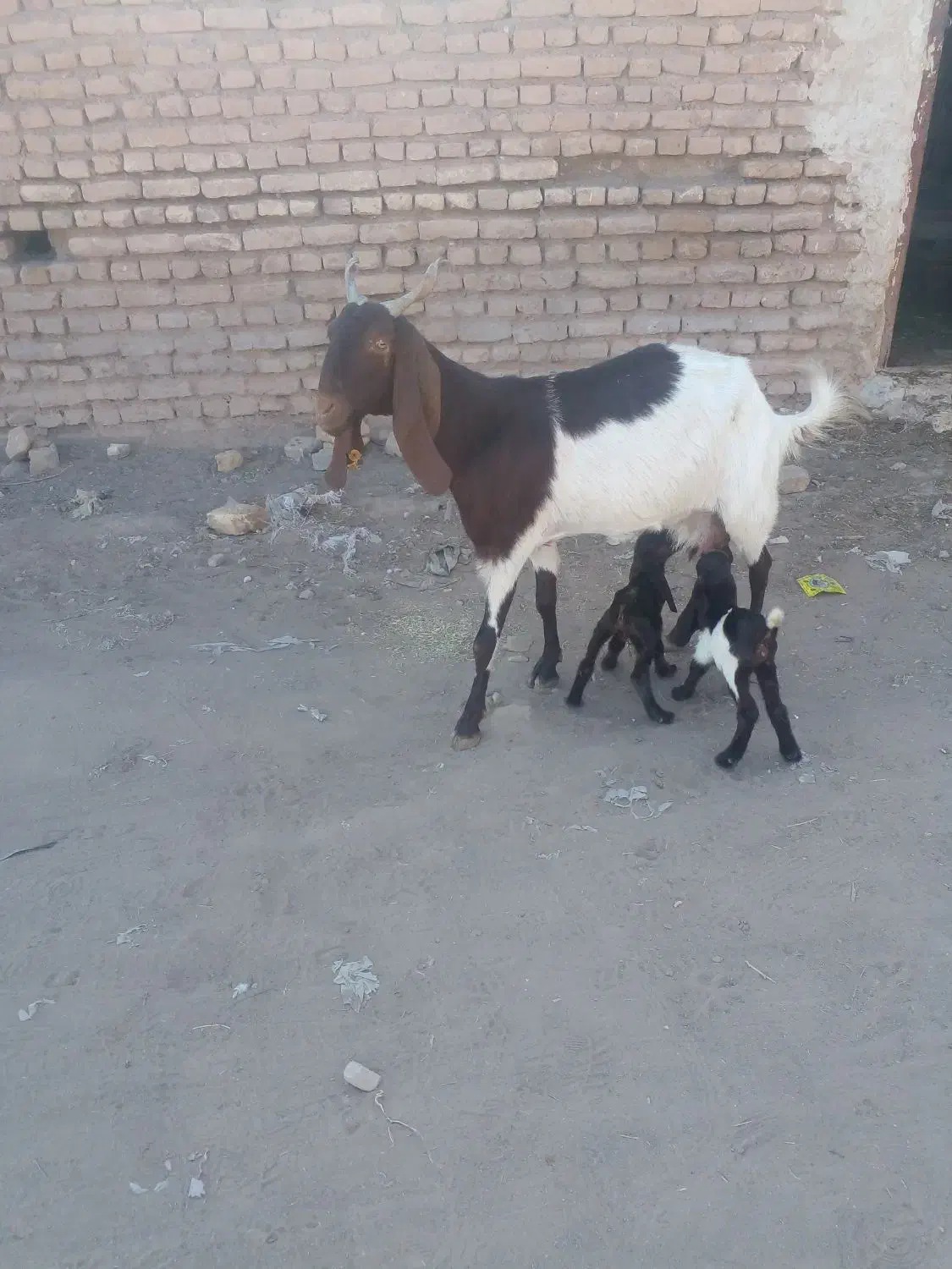 بز پاکستانی|حیوانات مزرعه|تربت جام, کشتارگاه|دیوار