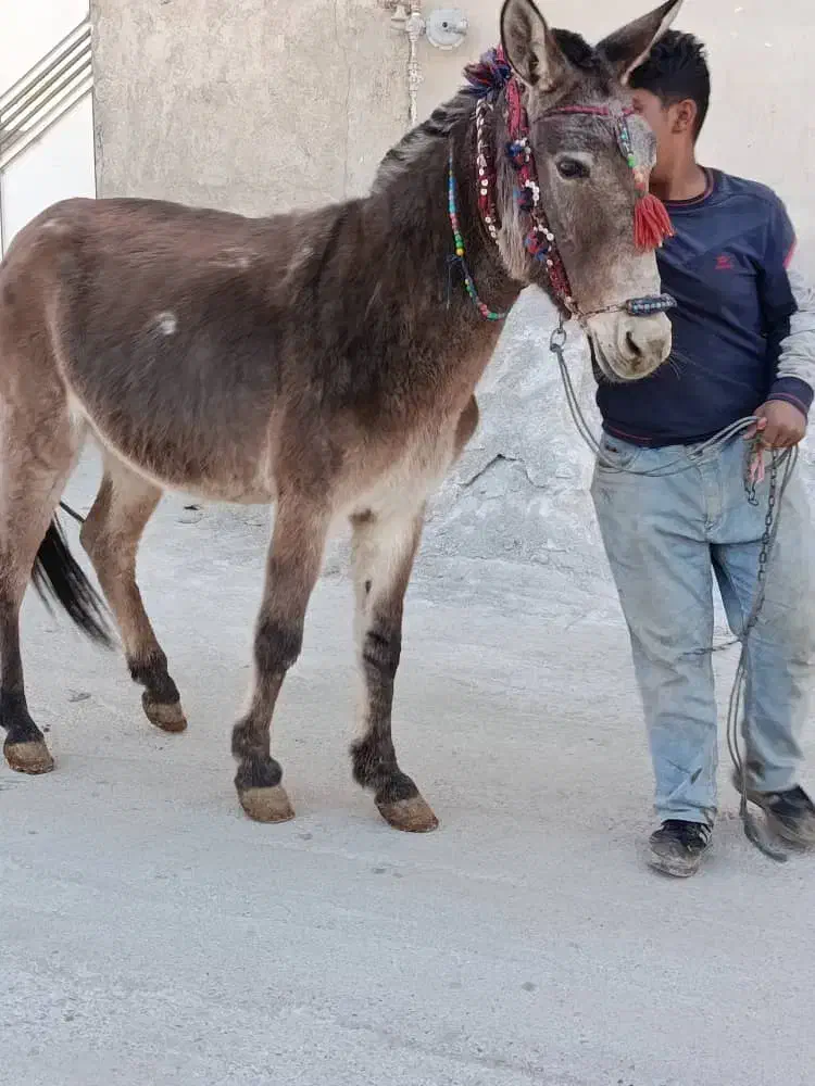 قاطر باری|حیوانات مزرعه|لاران, |دیوار