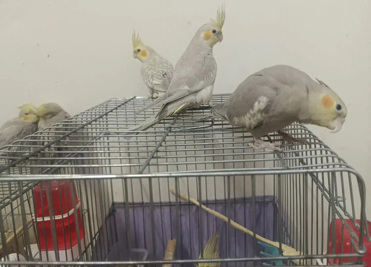 عروس هلندی|پرنده|تهران, شهمیرزادی|دیوار