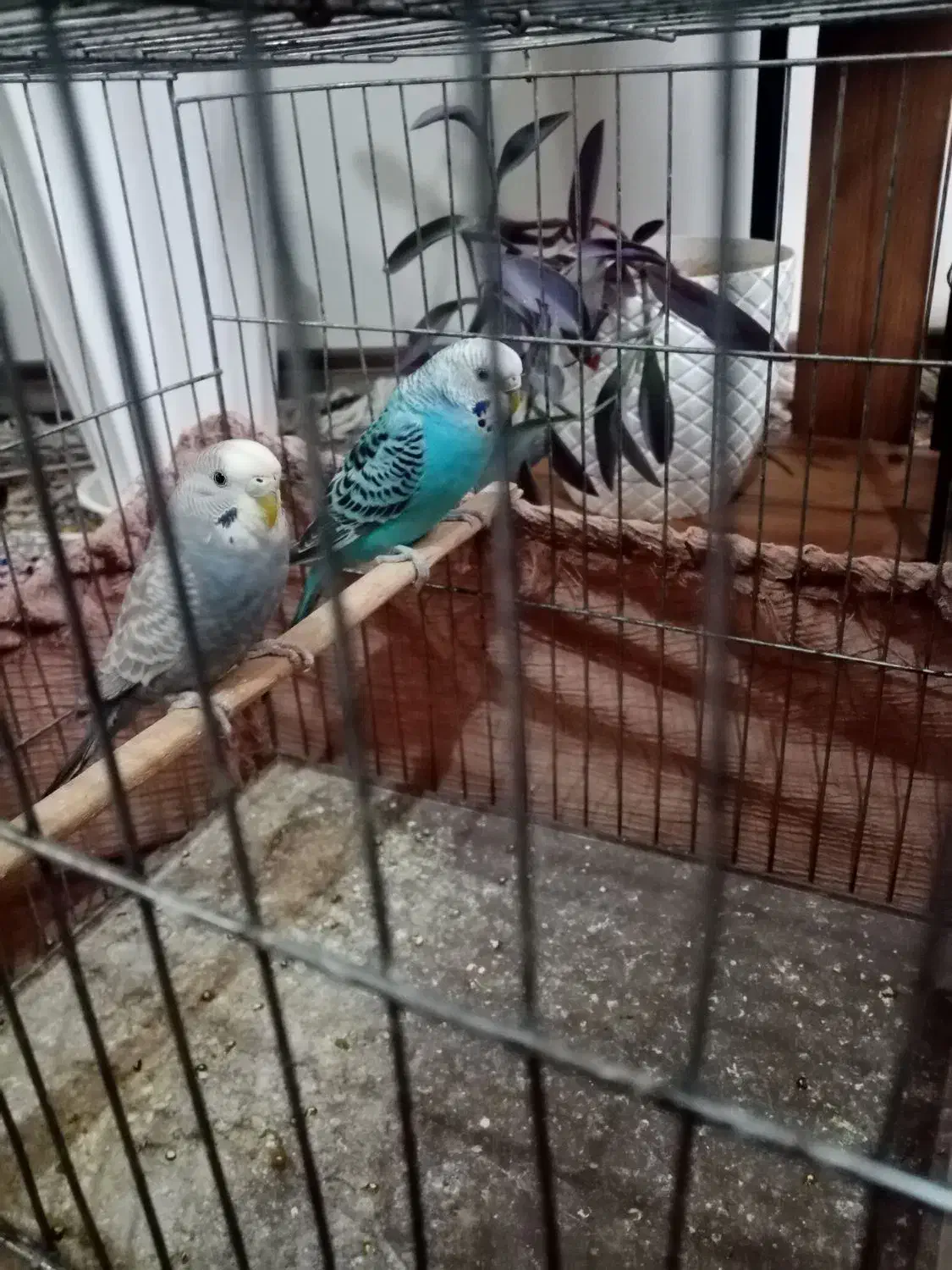 دو عدد مرغ عشق|پرنده|شهرکرد, |دیوار