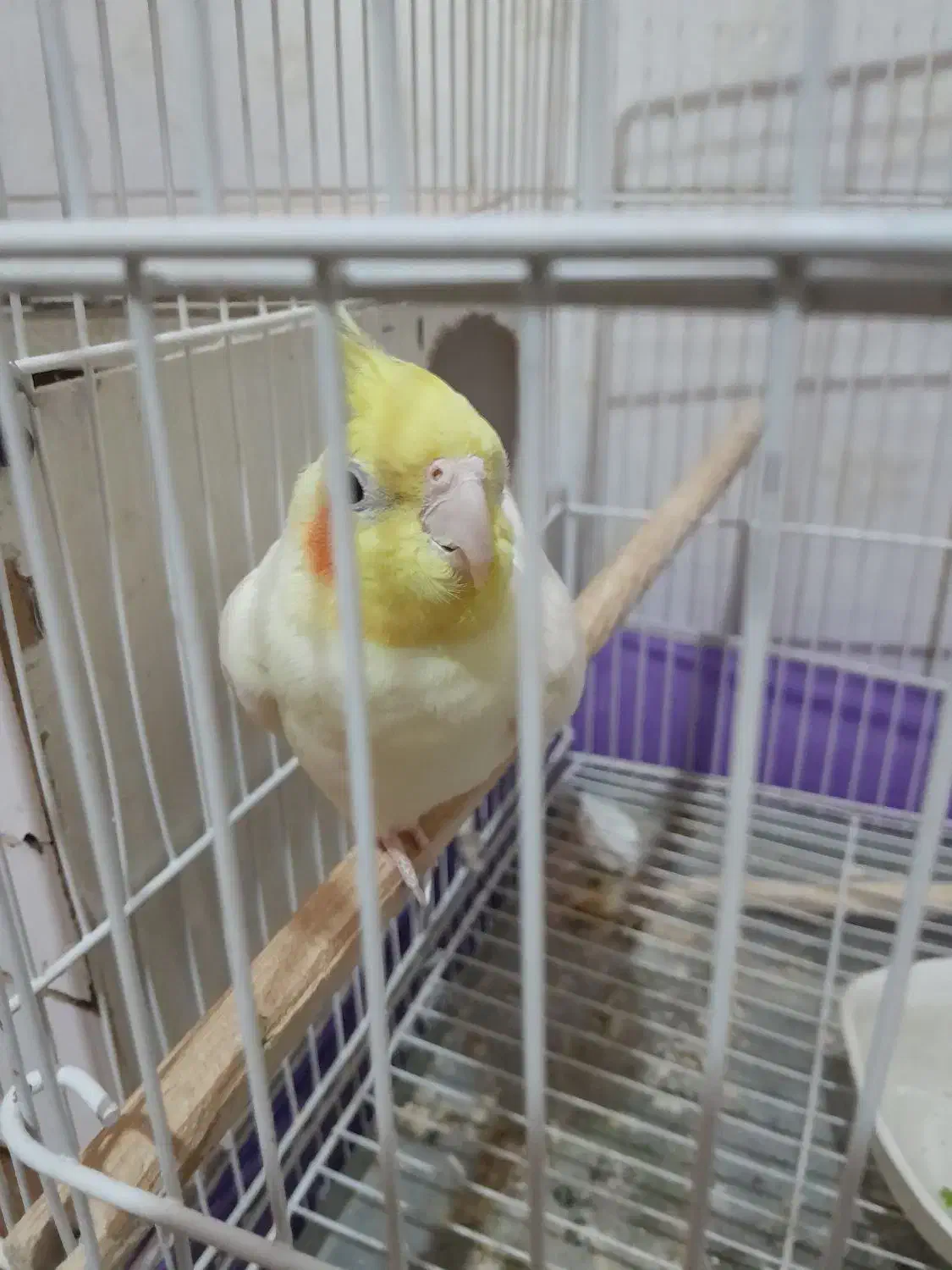 جفت عروس هلندی|پرنده|فیروزه, |دیوار