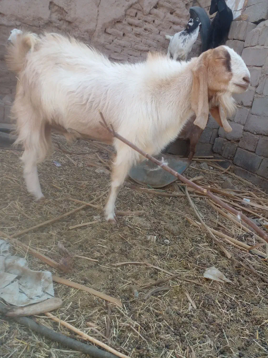 وزنی میدمش|حیوانات مزرعه|گنبکی, |دیوار