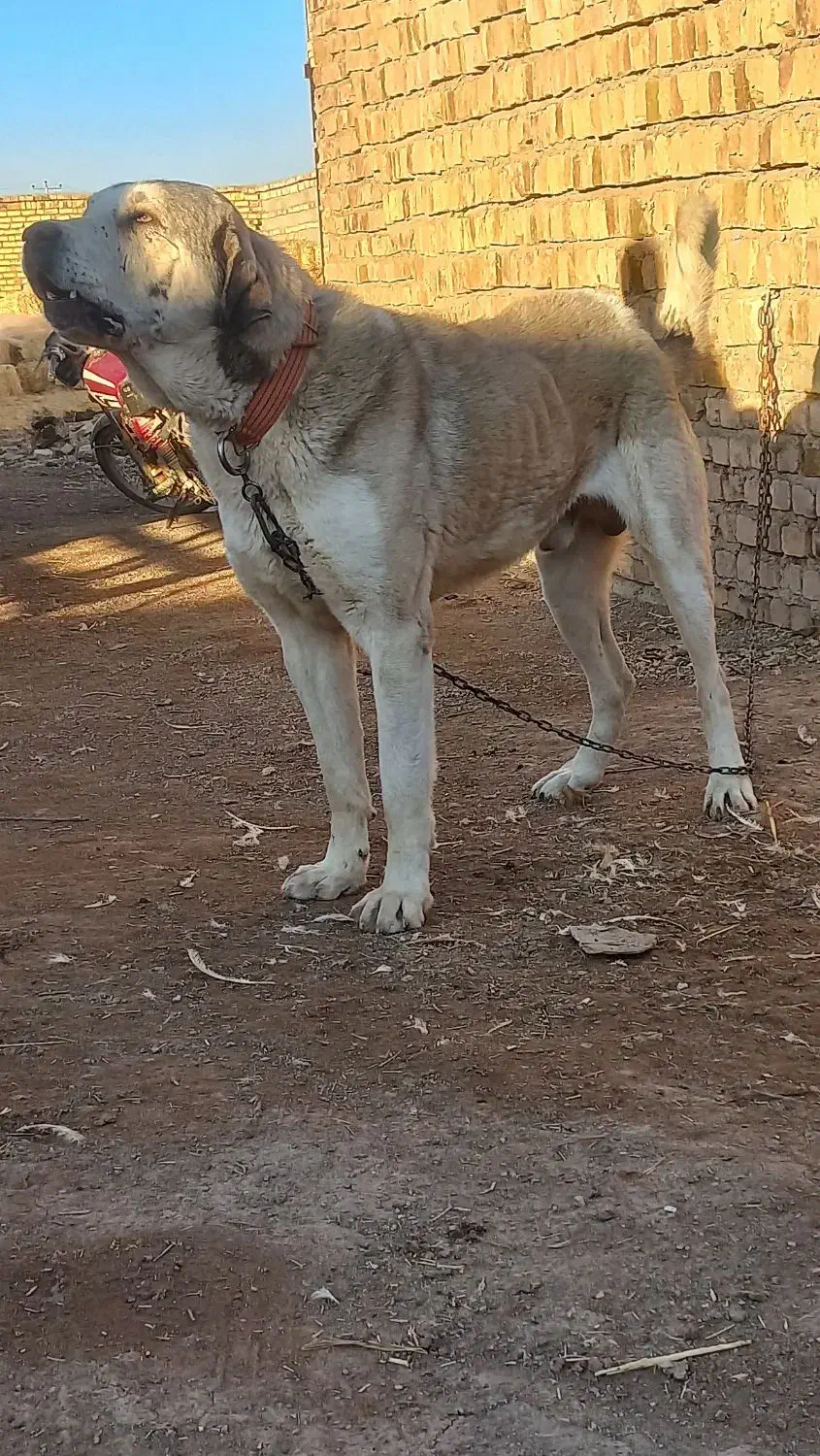 سگ عراقی|سگ|اسفرورین, |دیوار