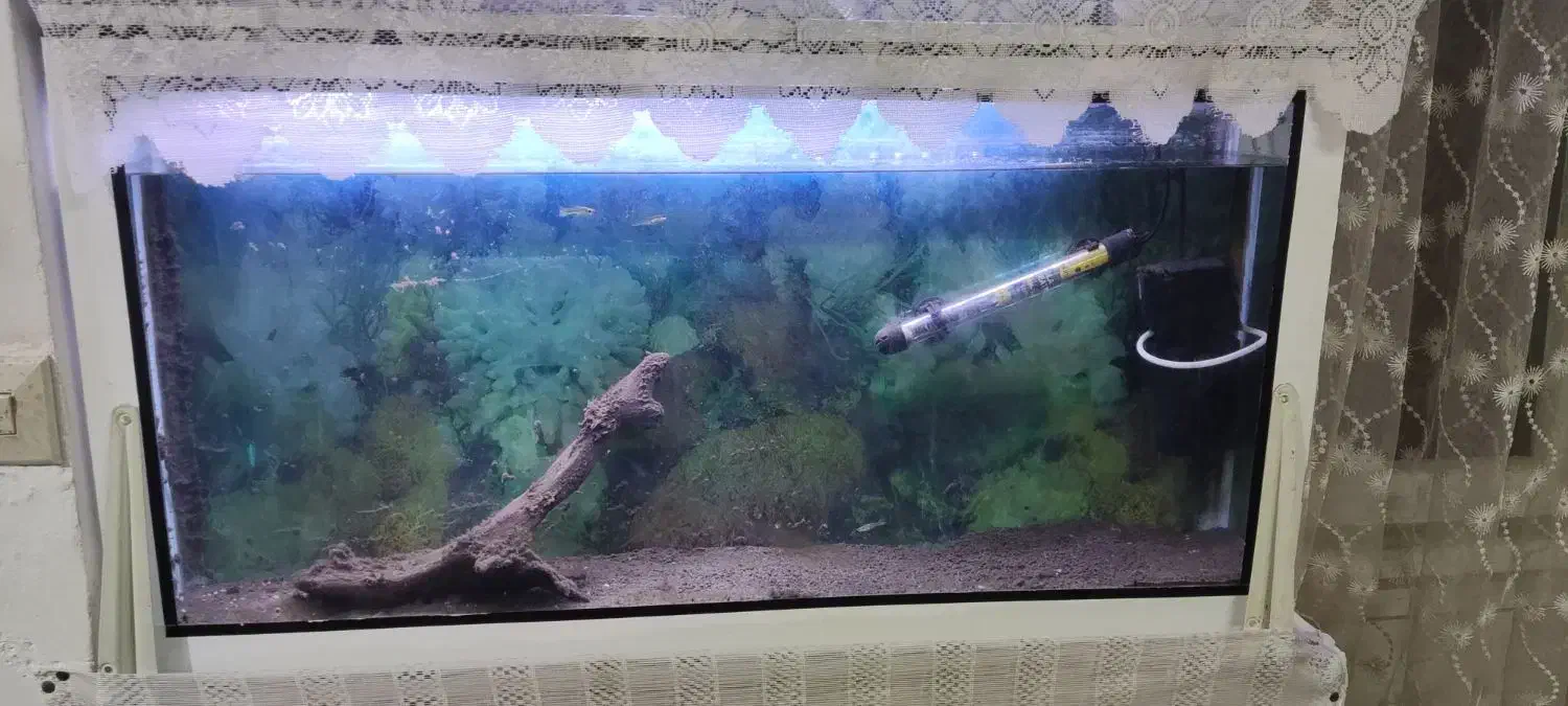 آکواریوم|ماهی|رشت, سلیمانداراب|دیوار