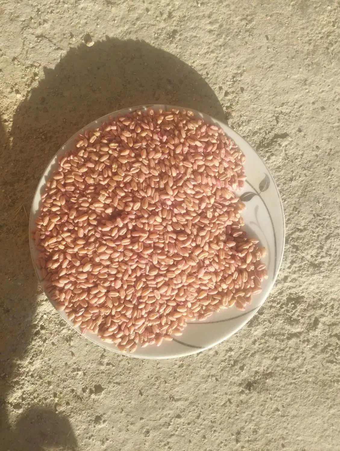 گندم آبی باقله شاخ بزی|خدمات باغبانی و درختکاری|بروجرد, |دیوار