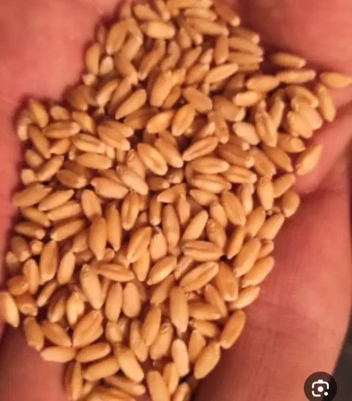 گندم باران|گل و گیاه طبیعی|جوکار, |دیوار