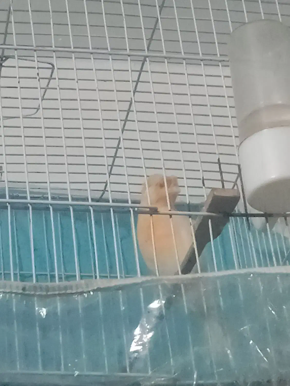 قناری نر جوجه پارسالی|پرنده|سبزوار, فیاض|دیوار