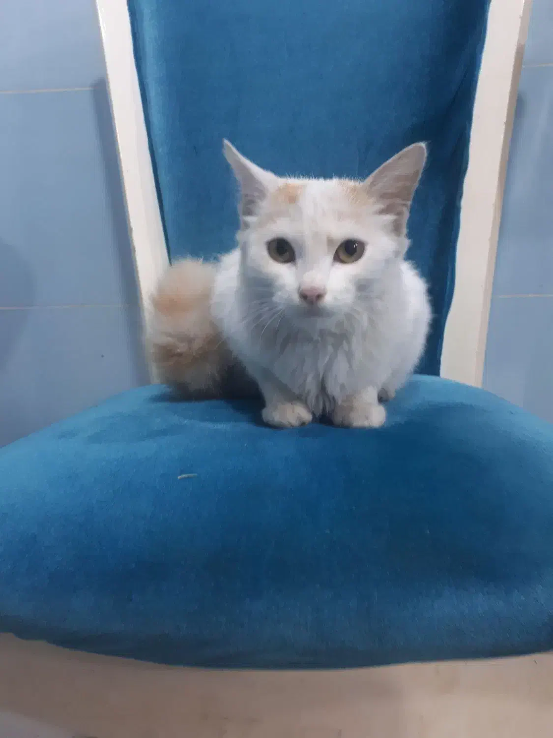 گربه دم سنجابی|گربه|رشت, سعدی (تختی)|دیوار