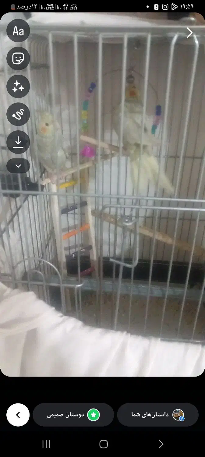 یه عدد انگشتر و2 عدد عروس هلندی سالم سرحال|بدلیجات|قزوین, |دیوار