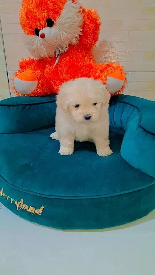 مالتیپو عروسکی|سگ|رشت, دیانتی|دیوار